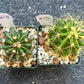 Rare Cactus Collections (C2)(8~15) | Plant names listed in descriptions | 3.5Pot