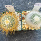 Rare Cactus Collections (C2)(8~15) | Plant names listed in descriptions | 3.5Pot