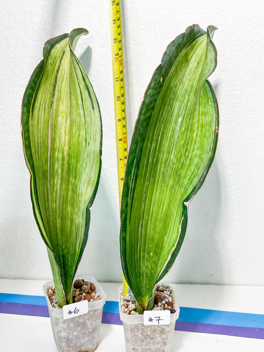 Sansevieria Bruda (#ME)(6~7) | Discounted with Minor Scar