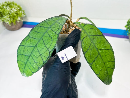 Hoya Callistophylla sp. Kalimantan UT-158 (#LA1~3) | Rare Imported Hoyas | 2.5" pot Included