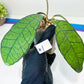 Hoya Callistophylla sp. Kalimantan UT-158 (#LA) | Rare Imported Hoyas