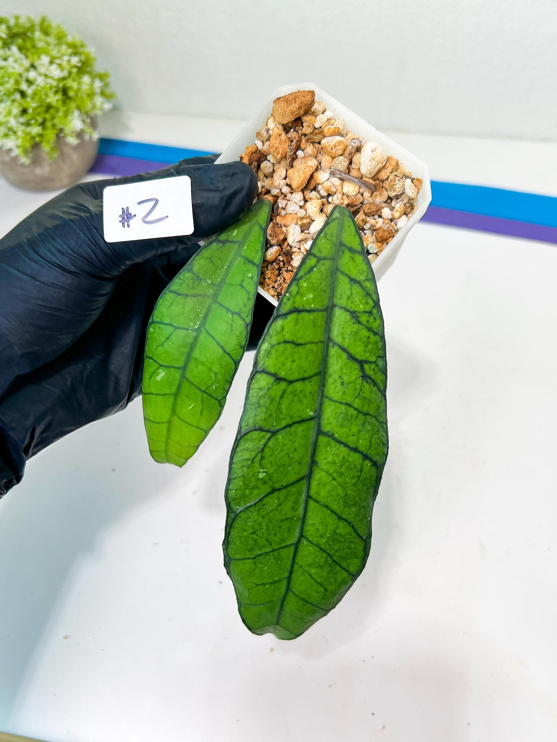 Hoya Callistophylla sp. Kalimantan UT-158 (#LA1~3) | Rare Imported Hoyas | 2.5" pot Included