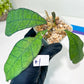 Hoya Callistophylla sp. Kalimantan UT-158 (#LA1~3) | Rare Imported Hoyas | 2.5" pot Included