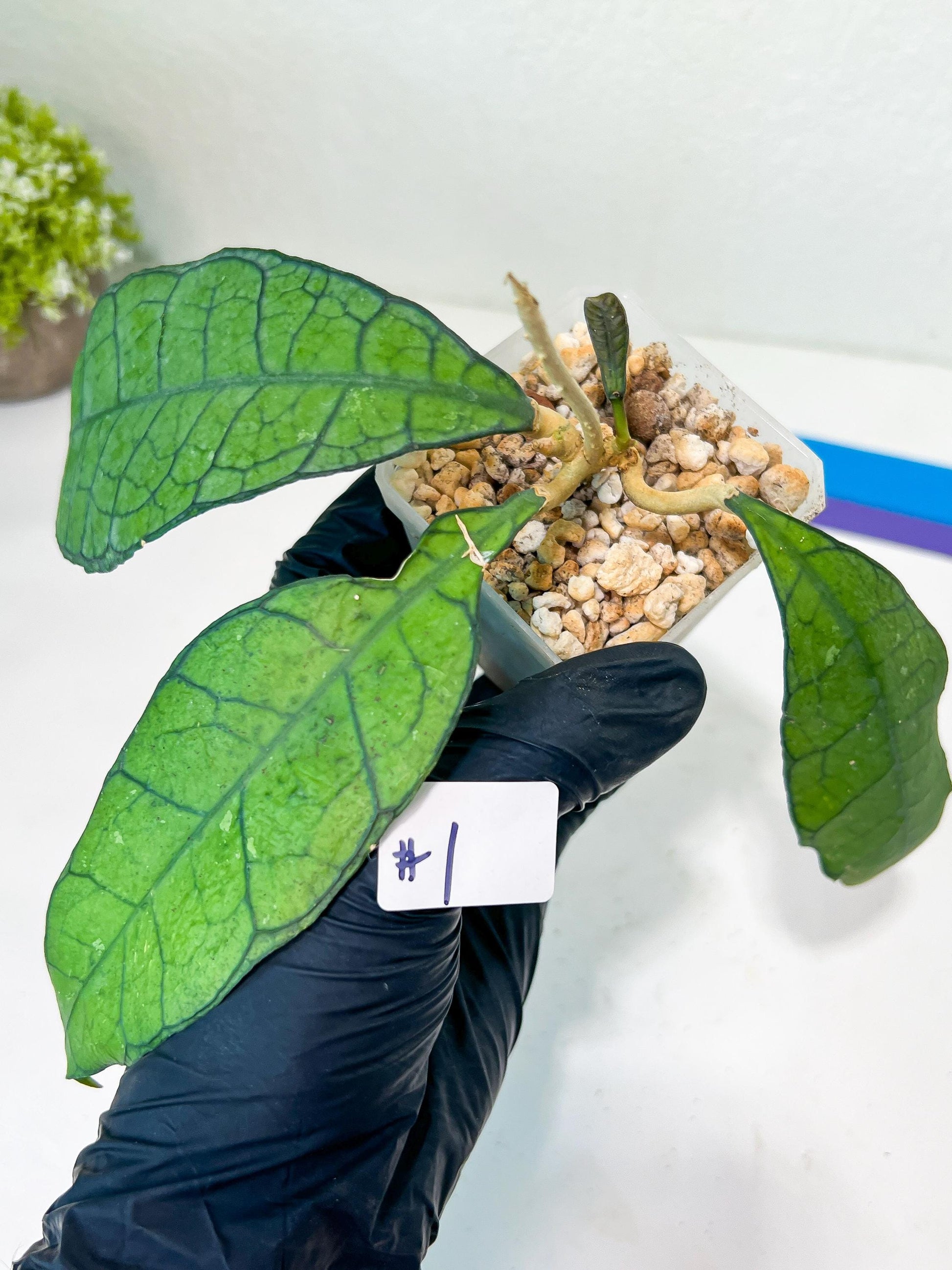 Hoya Callistophylla sp. Kalimantan UT-158 (#LA1~3) | Rare Imported Hoyas | 2.5" pot Included