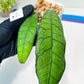 Hoya Callistophylla sp. Kalimantan UT-158 (#LA1~3) | Rare Imported Hoyas | 2.5" pot Included
