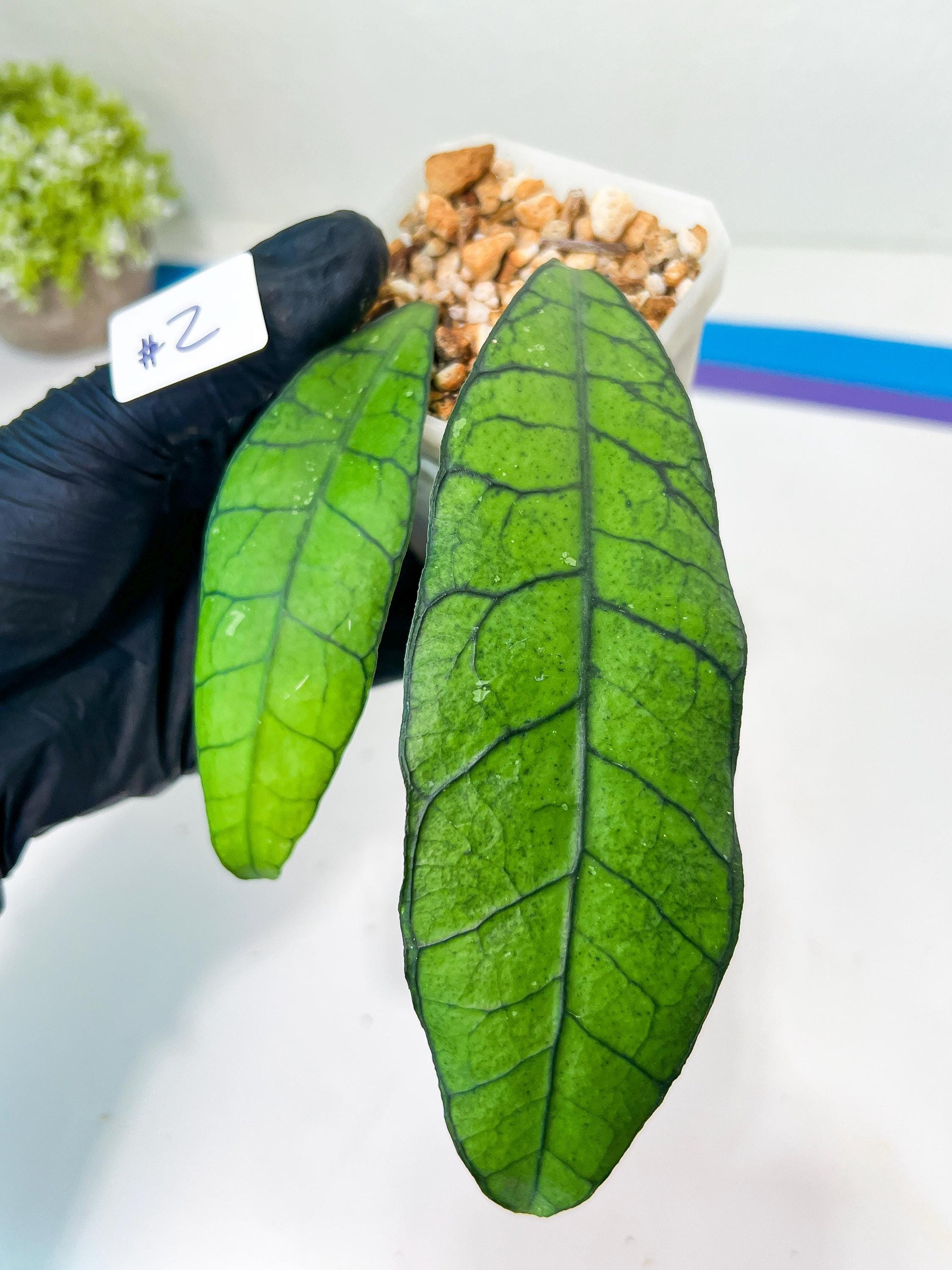 Hoya Callistophylla sp. Kalimantan UT-158 (#LA) | Rare Imported Hoyas