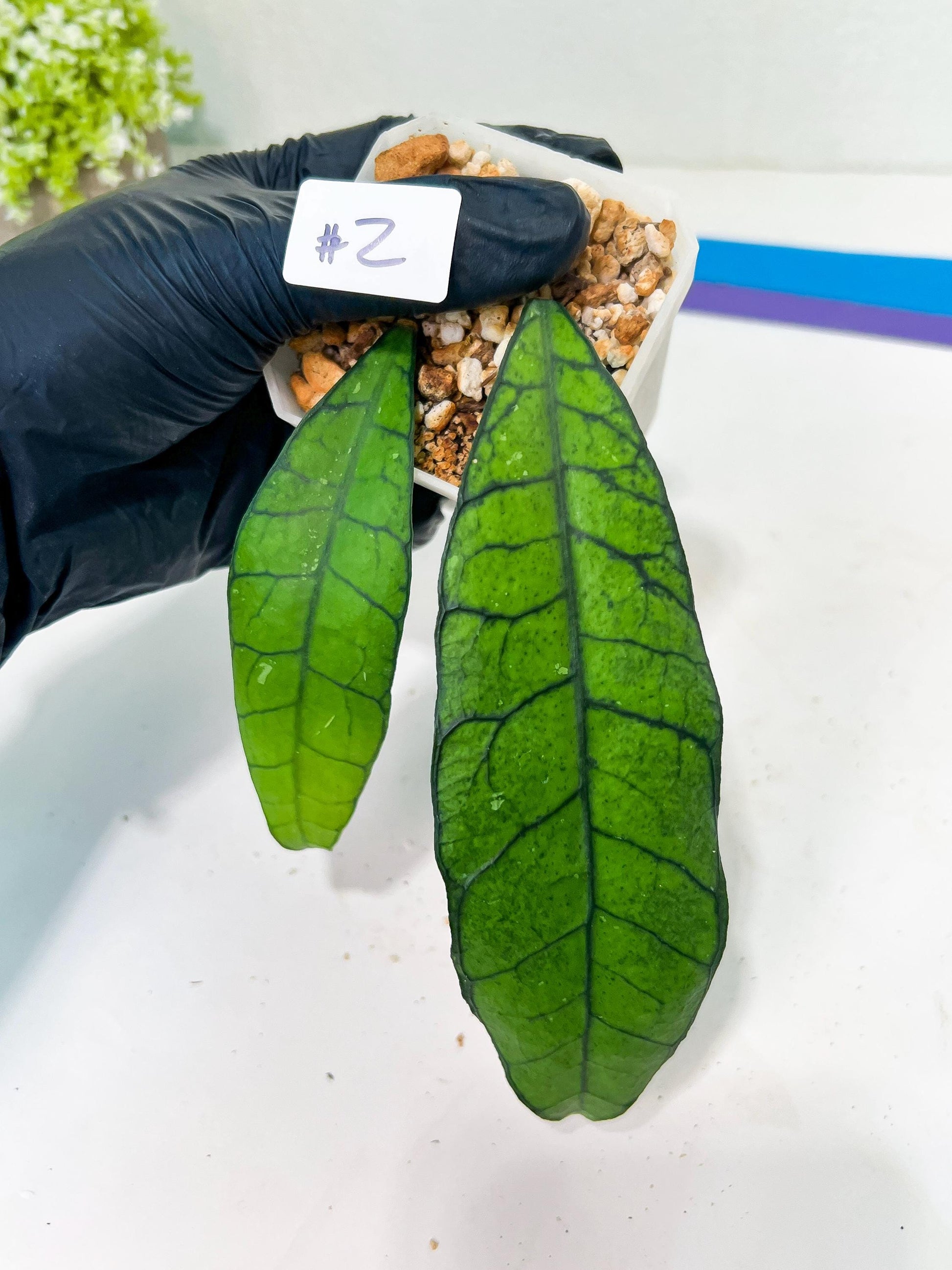 Hoya Callistophylla sp. Kalimantan UT-158 (#LA1~3) | Rare Imported Hoyas | 2.5" pot Included