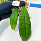 Hoya Callistophylla sp. Kalimantan UT-158 (#LA) | Rare Imported Hoyas
