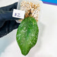Hoya crassipetiolata Super Splash (#LD) | Imported Hoyas | 2.5" pot Included