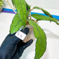 Hoya Finlaysonii Sukirin (#LD) | Rare Imported Hoyas | 2.5" pot Included