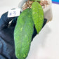 Hoya Finlaysonii Sukirin (#LD) | Rare Imported Hoyas | 2.5" pot Included