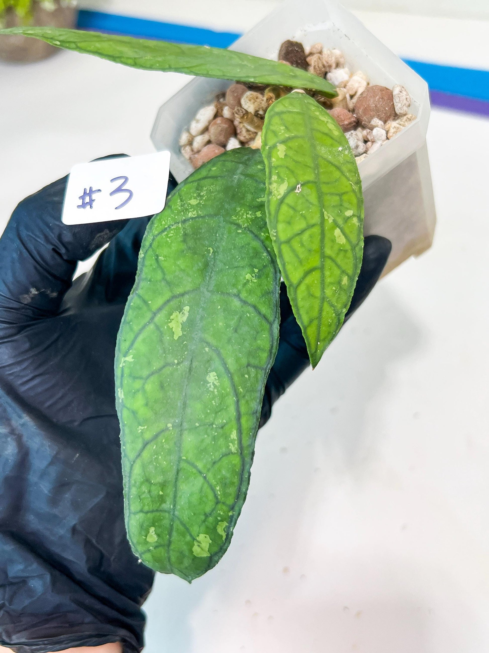 Hoya Finlaysonii Sukirin (#LD) | Rare Imported Hoyas | 2.5" pot Included