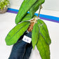 Hoya Finlaysonii Sukirin (#LD) | Rare Imported Hoyas | 2.5" pot Included