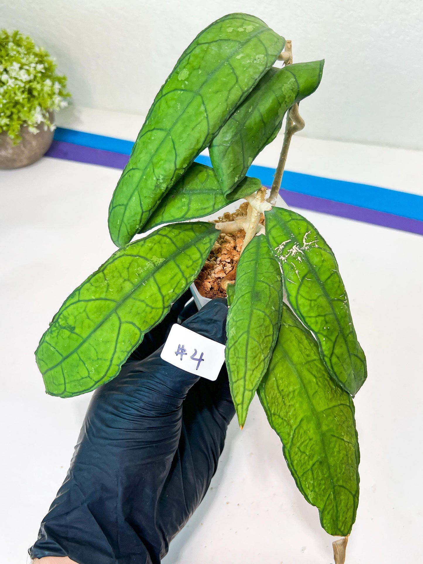 Hoya Finlaysonii Sukirin (#LD) | Rare Imported Hoyas | 2.5" pot Included