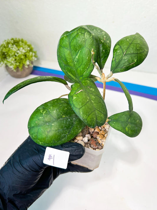 Hoya Larisa (#L11) | Rare Imported Hoyas | Fast growing Indoor Plants | 3 Inch Pots/Leca Included