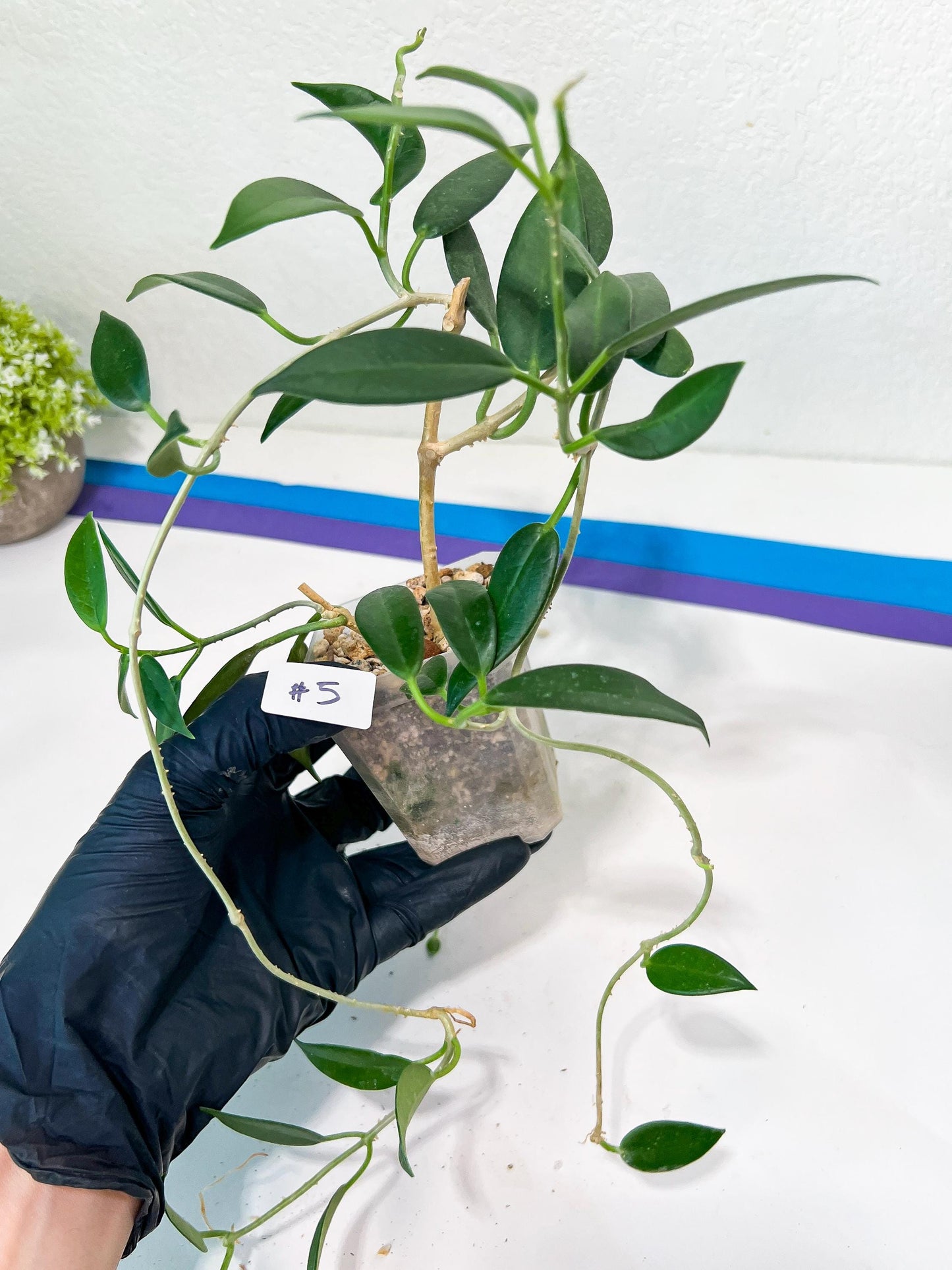Hoya Australis Ssp. Rupicola IML 1754 H198 (#LE) | Imported Hoyas