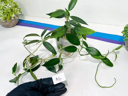 Hoya Australis Ssp. Rupicola IML 1754 H198 (#LE) | Imported Hoyas