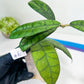 Hoya Callistophylla Short Leaves (#LB5~6) | Rare Imported Hoyas | 2.5" Pot Included