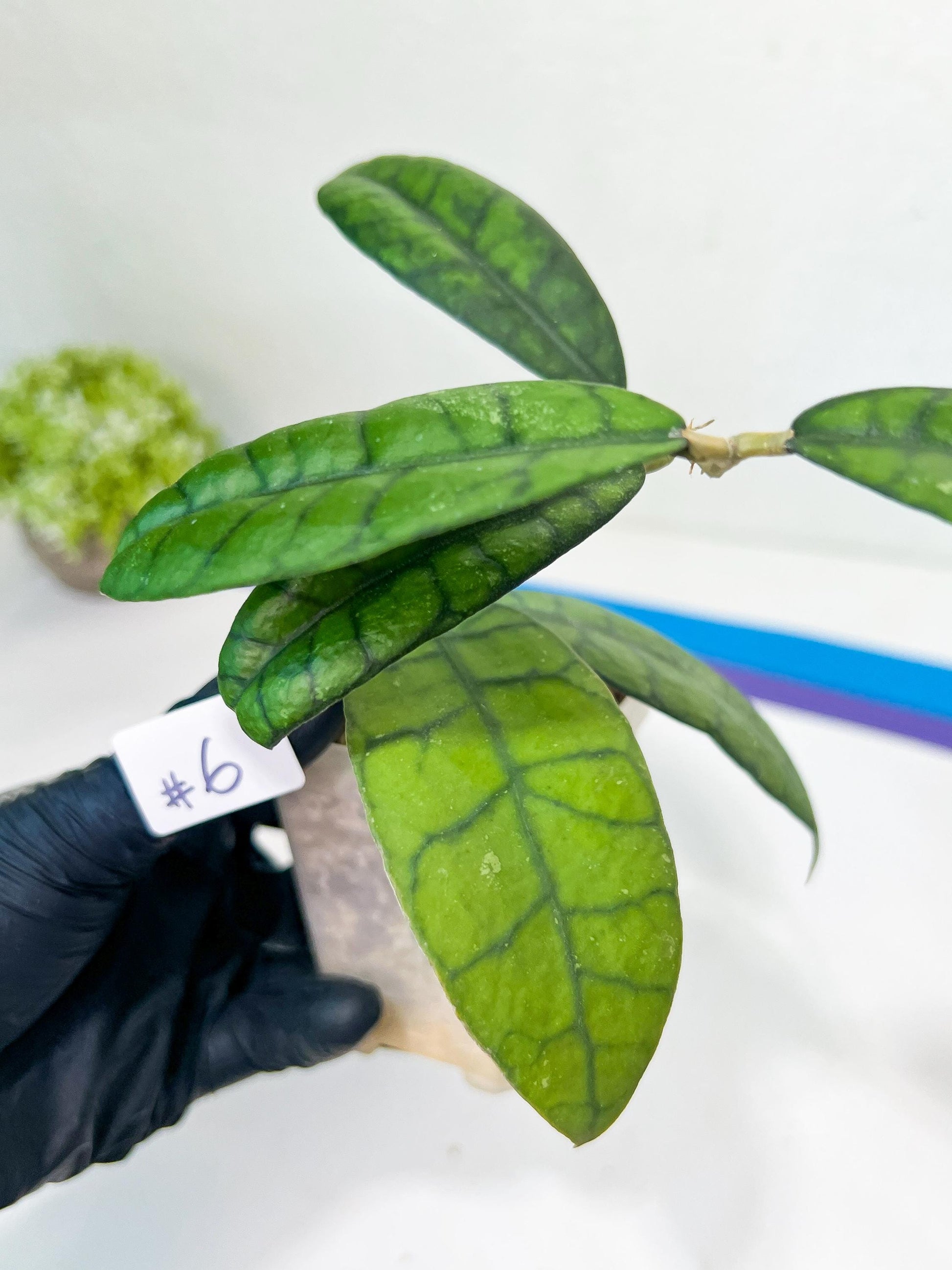 Hoya Callistophylla Short Leaves (#LB5~6) | Rare Imported Hoyas | 2.5" Pot Included