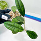 Hoya Callistophylla Short Leaves (#LB5~6) | Rare Imported Hoyas | 2.5" Pot Included