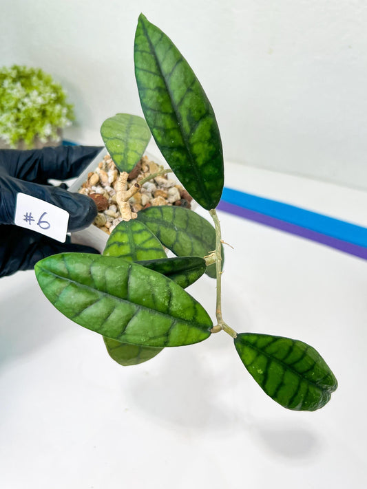Hoya Callistophylla Short Leaves (#LB5~6) | Rare Imported Hoyas | 2.5" Pot Included