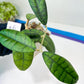 Hoya Callistophylla Short Leaves (#LB5~6) | Rare Imported Hoyas | 2.5" Pot Included