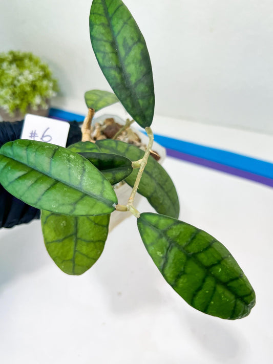 Hoya Callistophylla Short Leaves (#LB5~6) | Rare Imported Hoyas | 2.5" Pot Included