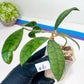 Hoya Callistophylla Short Leaves (#LB5~6) | Rare Imported Hoyas | 2.5" Pot Included