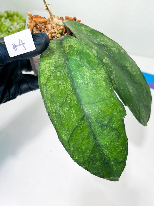 Hoya Bahoi (#LG3~5) | Rare Imported Hoyas | 2.5" pot Included