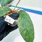 Hoya Bahoi (#LG3~5) | Rare Imported Hoyas | 2.5" pot Included