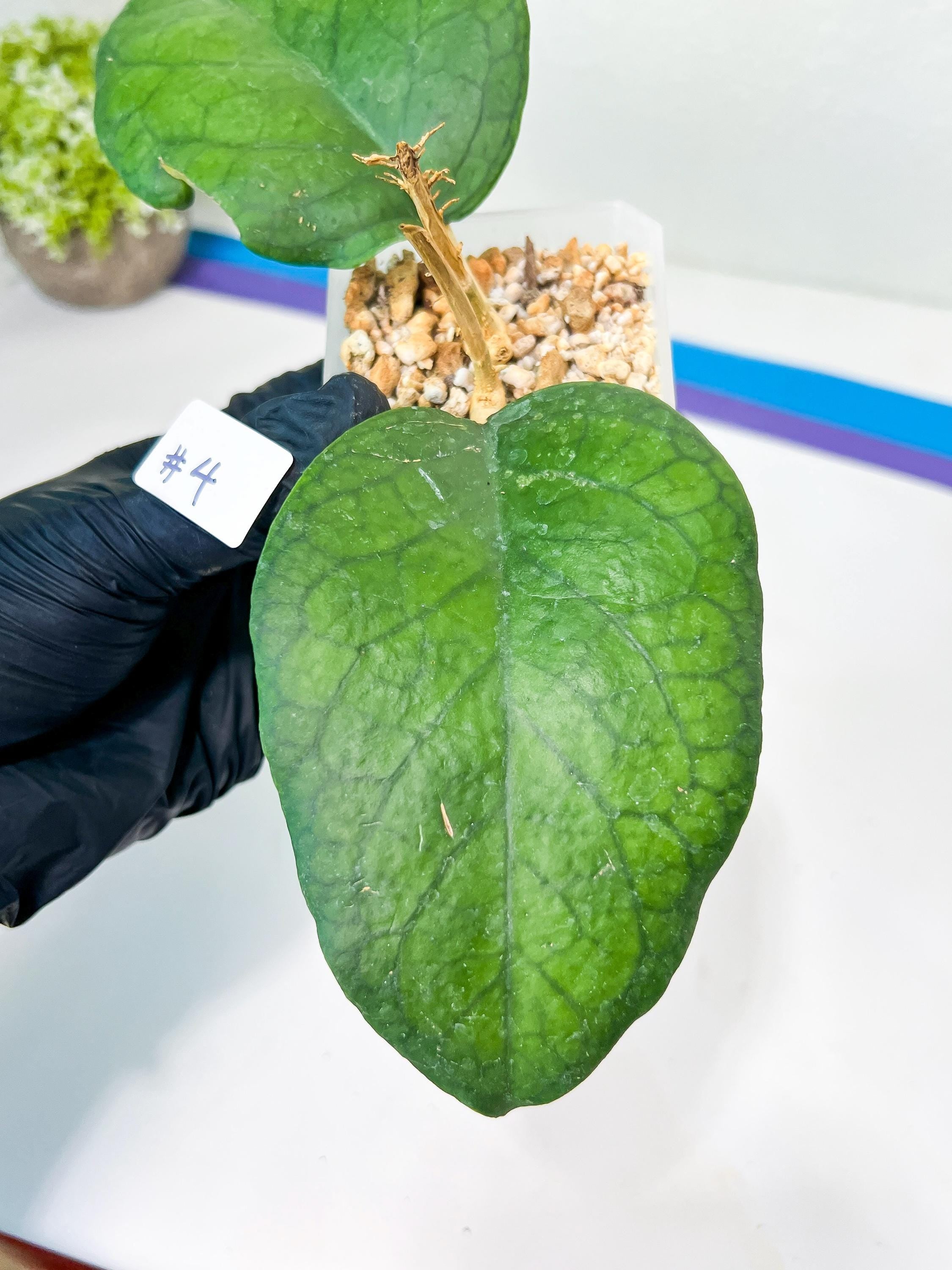 Hoya Patcharawalai 029 (#LB3~4) | Rare Imported Hoyas | 2.5