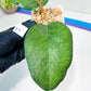 Hoya Patcharawalai 029 (#LB) | Rare Imported Hoyas