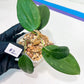 Hoya sp. Ko Chang Island (#LH8~9) | Rare Imported Hoyas | 2.5" pot Included