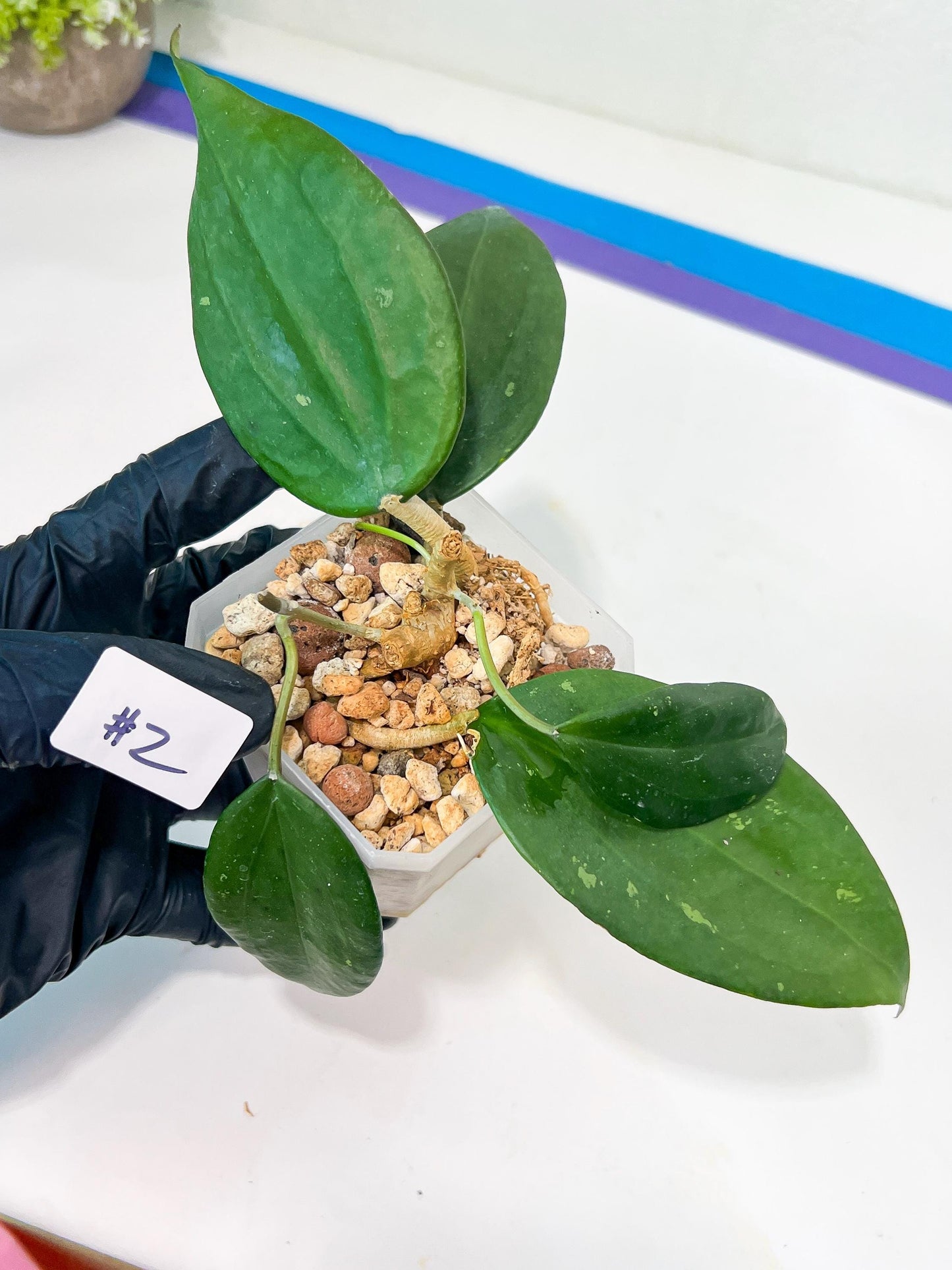 Hoya sp. Ko Chang Island (#LH8~9) | Rare Imported Hoyas | 2.5" pot Included