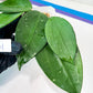 Hoya sp. Ko Chang Island (#LH8~9) | Rare Imported Hoyas | 2.5" pot Included