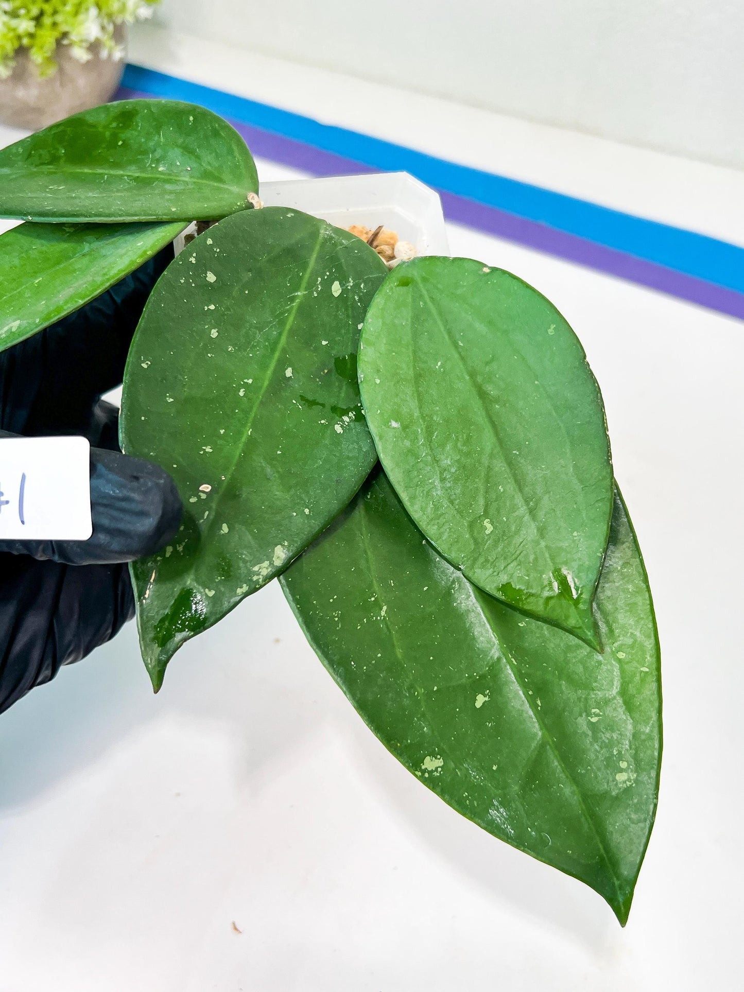 Hoya sp. Ko Chang Island (#LH8~9) | Rare Imported Hoyas | 2.5" pot Included