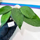 Hoya sp. Ko Chang Island (#LH8~9) | Rare Imported Hoyas | 2.5" pot Included