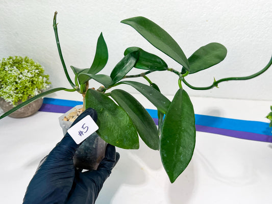 Hoya Meliflua (#LH1~5) | Rare Imported Hoyas | Fast growing Indoor Plants | 3 Inch Pots/Leca Included