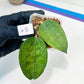 Hoya sp. IV From WMZ (#LH6~8) | Rare Imported Hoyas | 2.5" pot Included