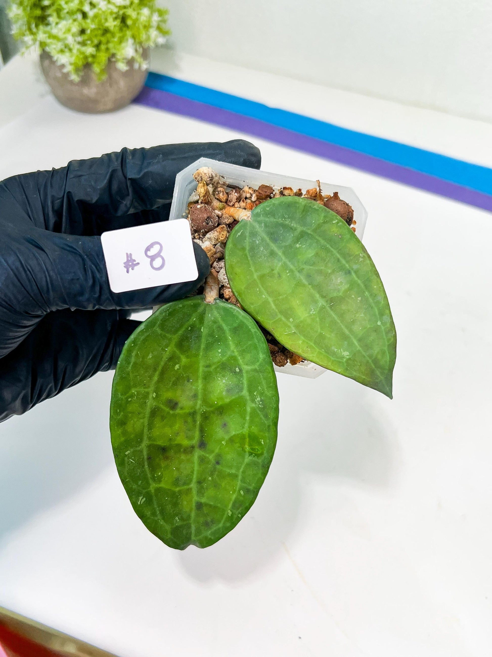 Hoya sp. IV From WMZ (#LH6~8) | Rare Imported Hoyas | 2.5" pot Included