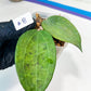 Hoya sp. IV From WMZ (#LH6~8) | Rare Imported Hoyas | 2.5" pot Included
