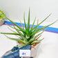 Haworthia Aura (Y7) | Impored Haworthia