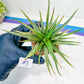 Haworthia Aura (Y7) | Impored Haworthia