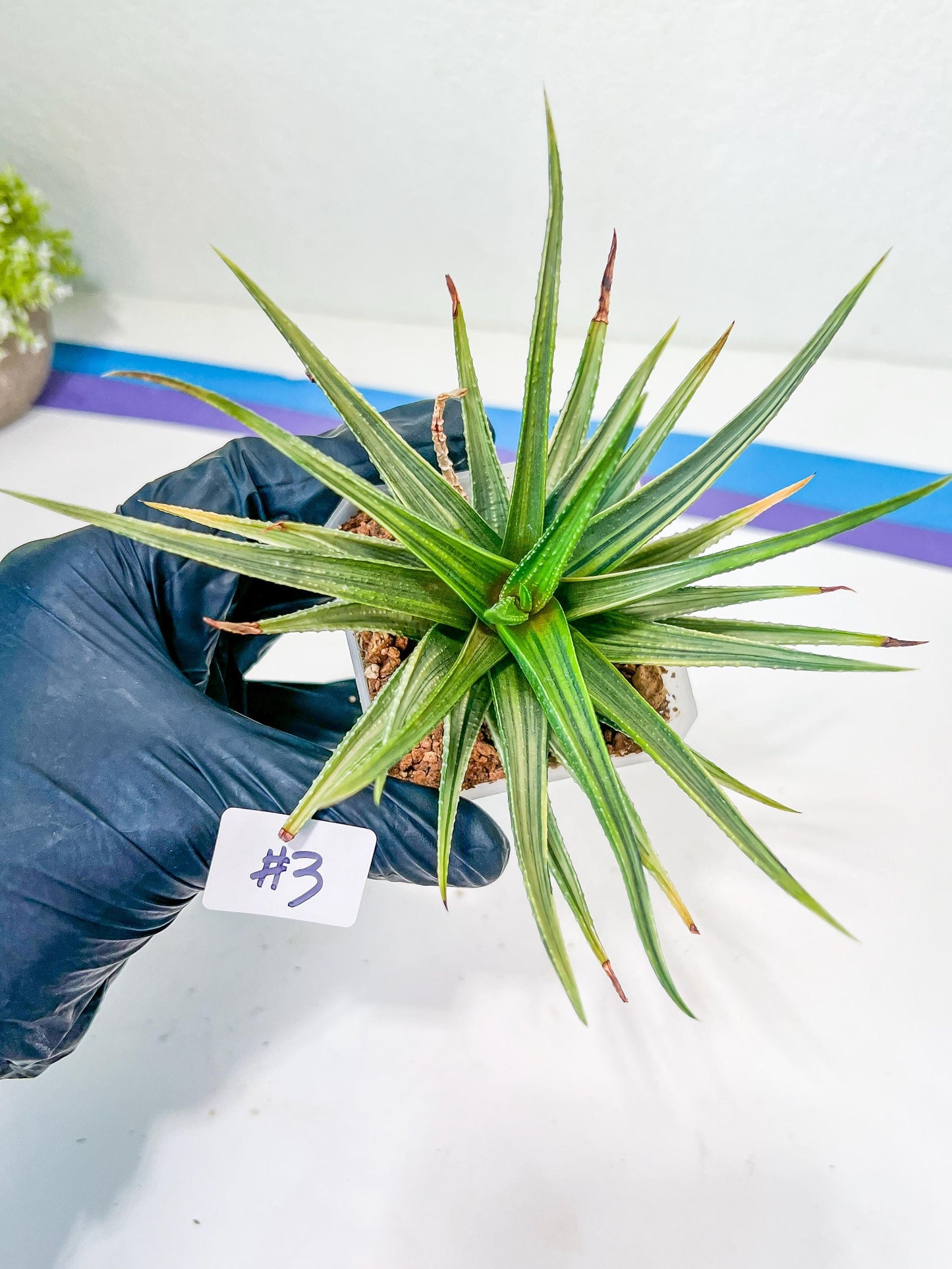 Haworthia Aura (Y7) | Impored Haworthia