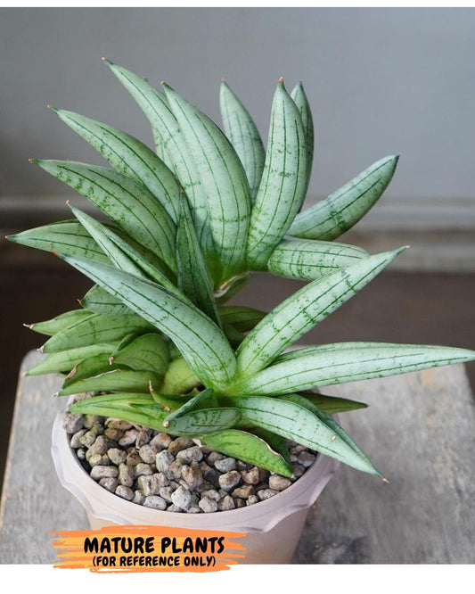 Sansevieria Meedee Mutant (B2) | Imported Plants | Rare Hybrid Species