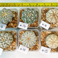 Astrophytum (T3)(13~18) | Imported From Japan