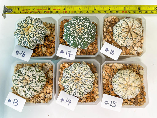 Astrophytum (T3)(13~18) | Imported From Japan