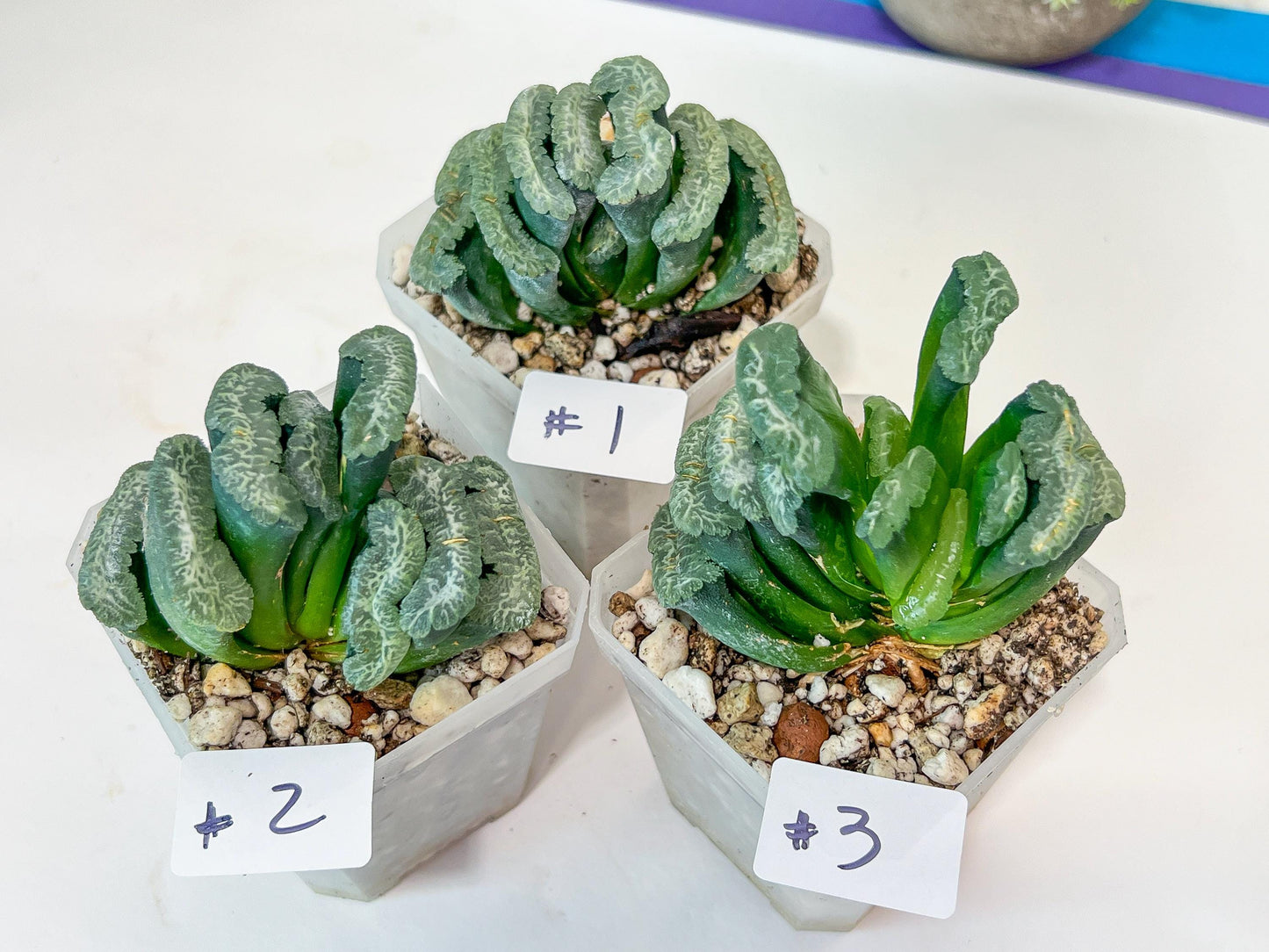 Haworthia Hybrid Shoubing (#HY1) | Imported Succulent | Hong Kong Rare Species
