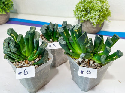 Haworthia Hybrid Shoubing (#HY1) | Imported Succulent | Hong Kong Rare Species