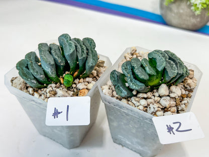 Haworthia Yang Cheng (#HY2) | Imported Succulent | Hong Kong Rare Species
